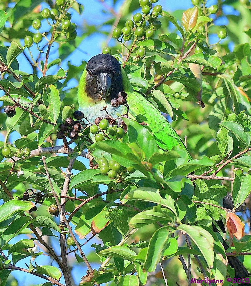 DSC_6530_001.JPG