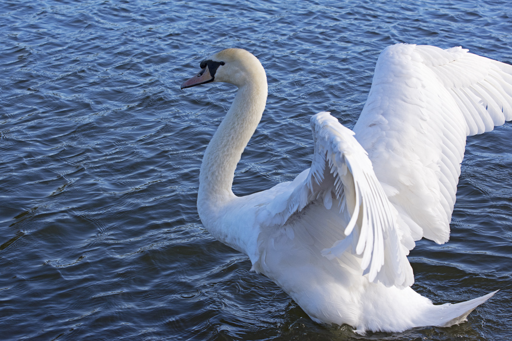 DSC_6531.jpg