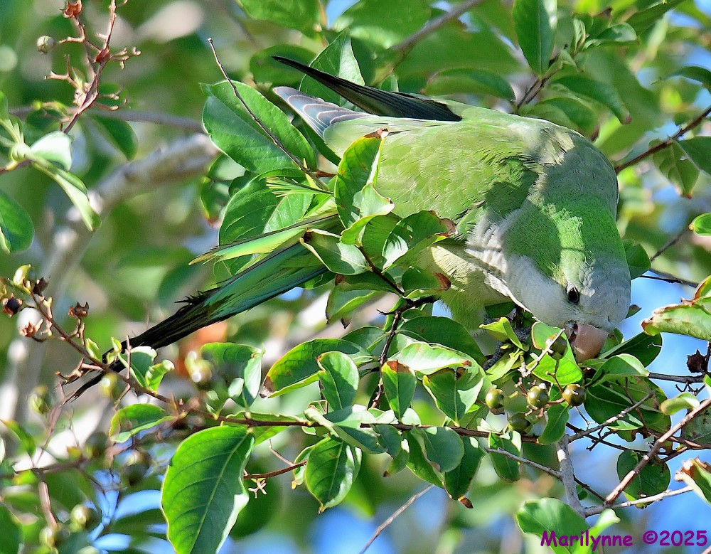 DSC_6533_001.JPG