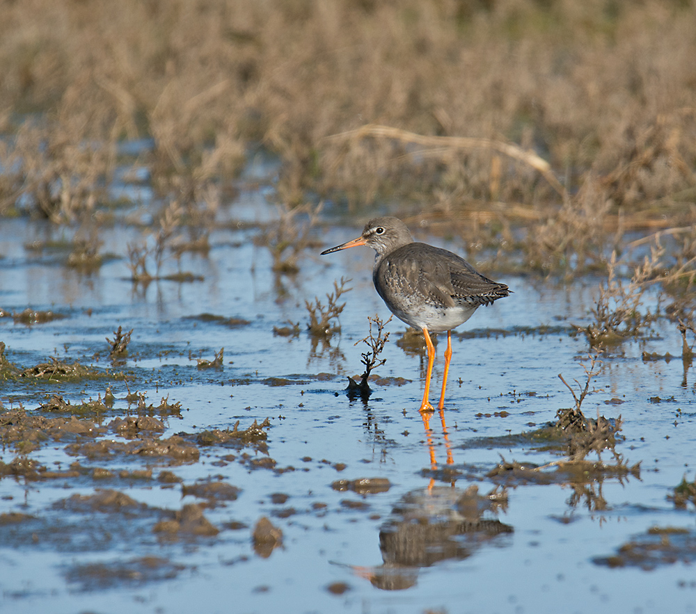 DSC_6534.jpg