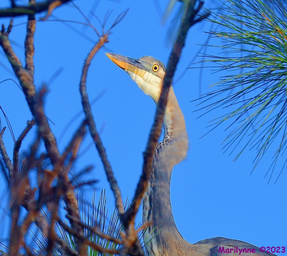 DSC_6534_001.JPG
