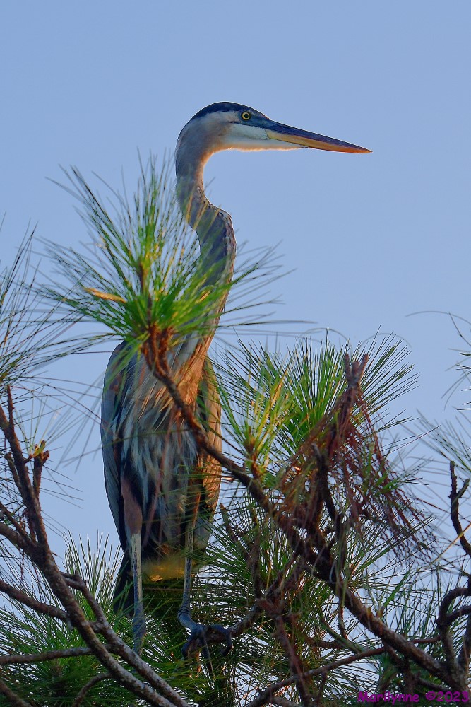 DSC_6535_001.JPG