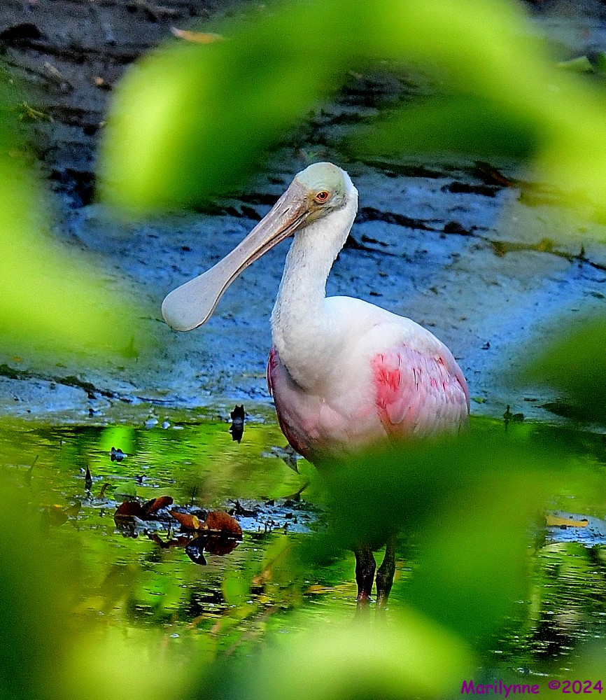 DSC_6535_001.JPG