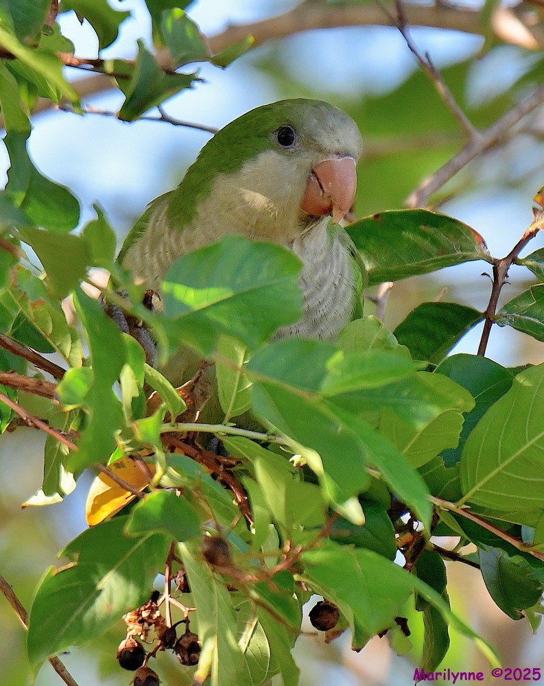 DSC_6535_001.JPG
