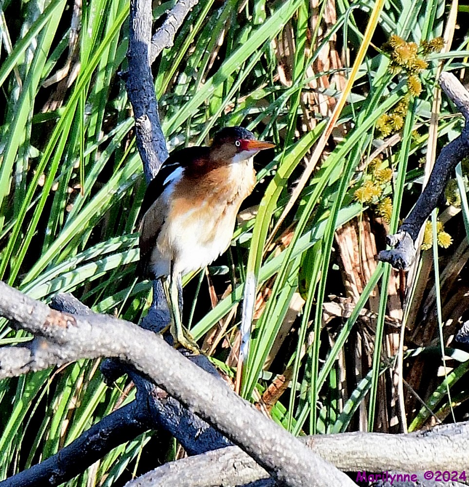DSC_6538_001.JPG
