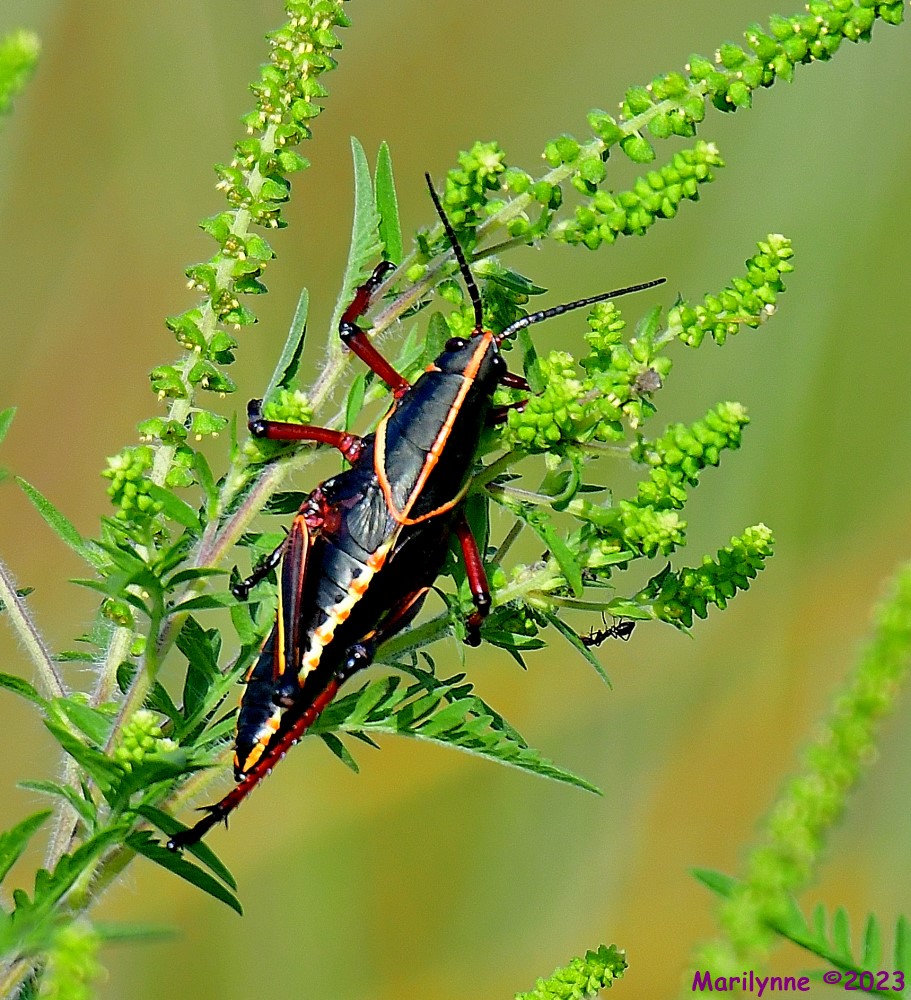 DSC_6539_001.JPG