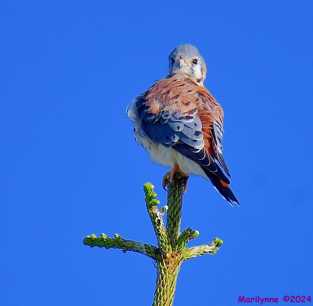 DSC_6539_001.JPG