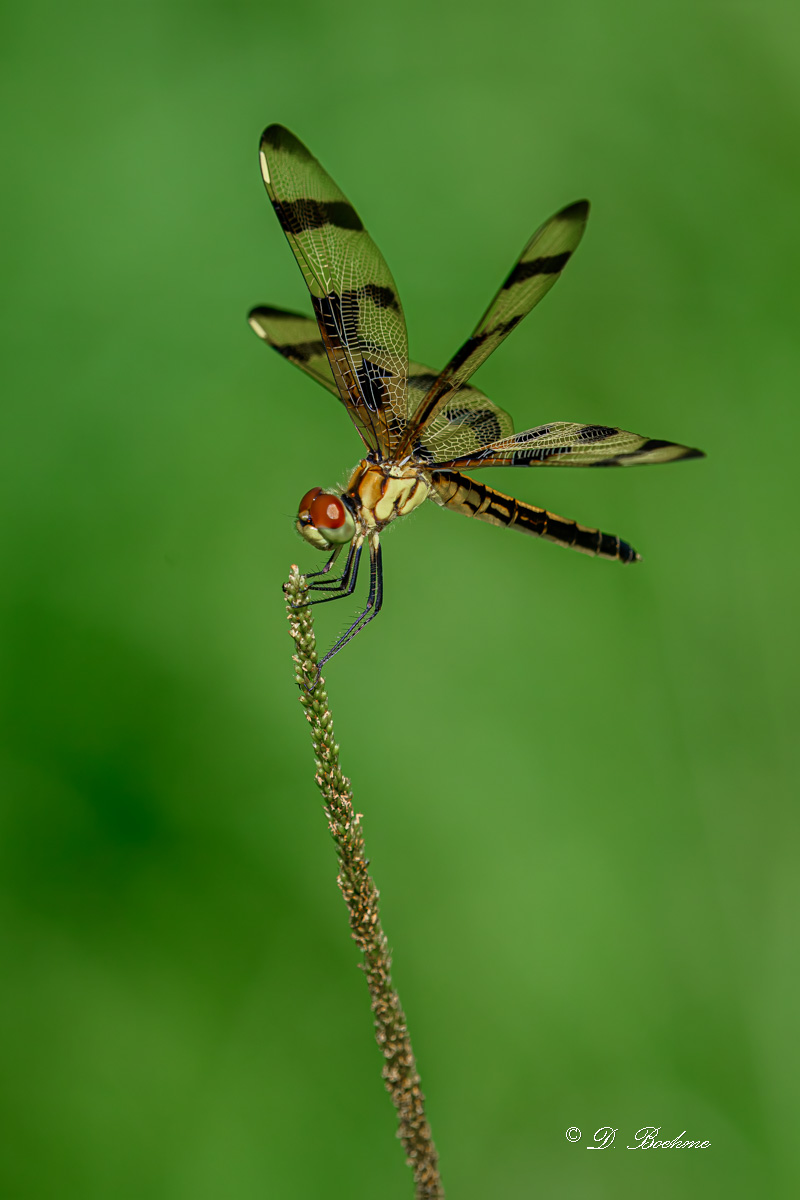 DSC_6540-topaz-rawdenoise-sharpen.jpg