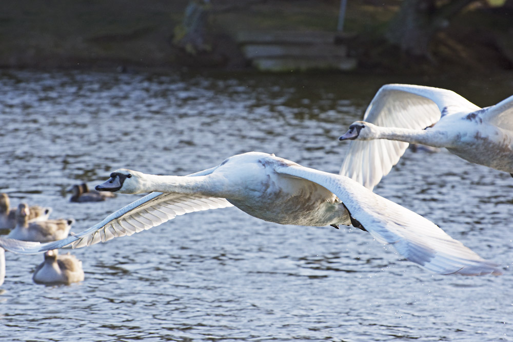 DSC_6541.jpg