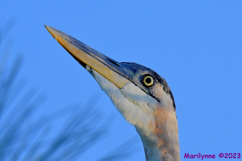 DSC_6542_001.JPG
