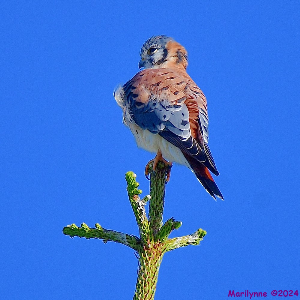 DSC_6543_001.JPG