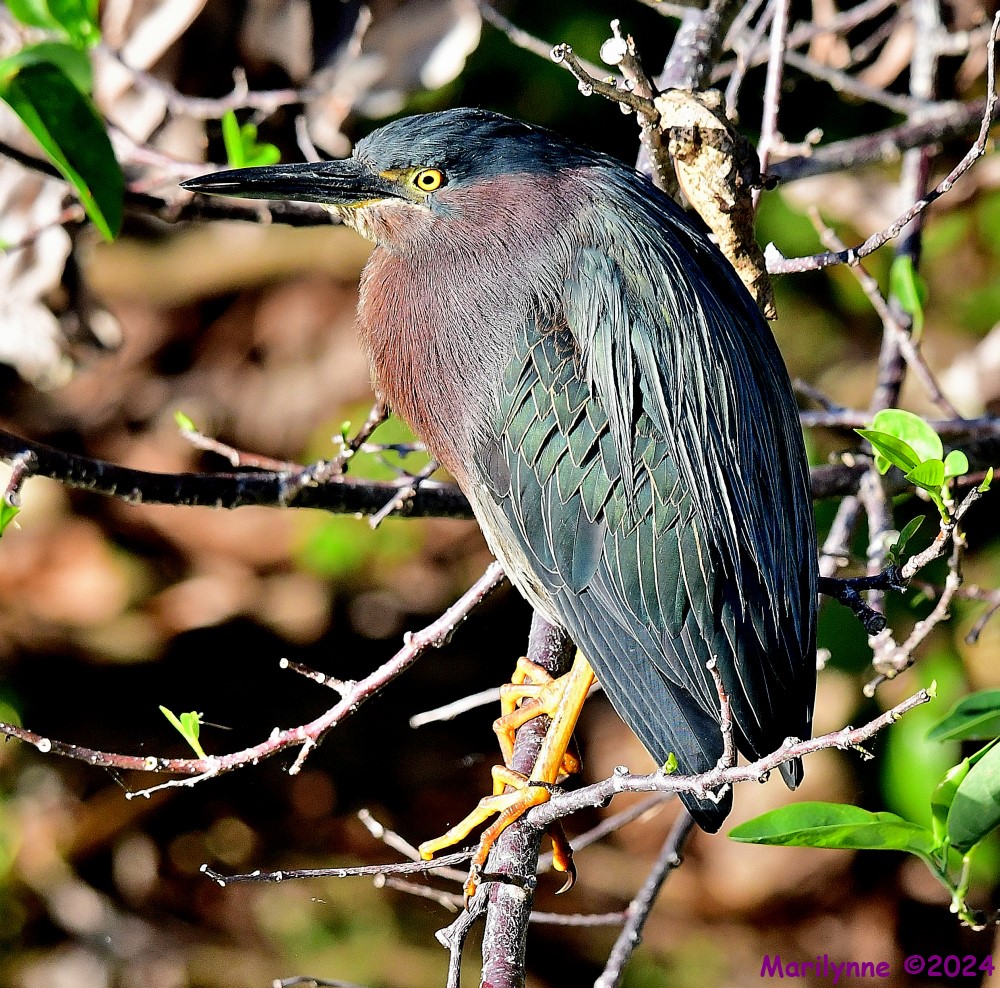 DSC_6547_001.JPG