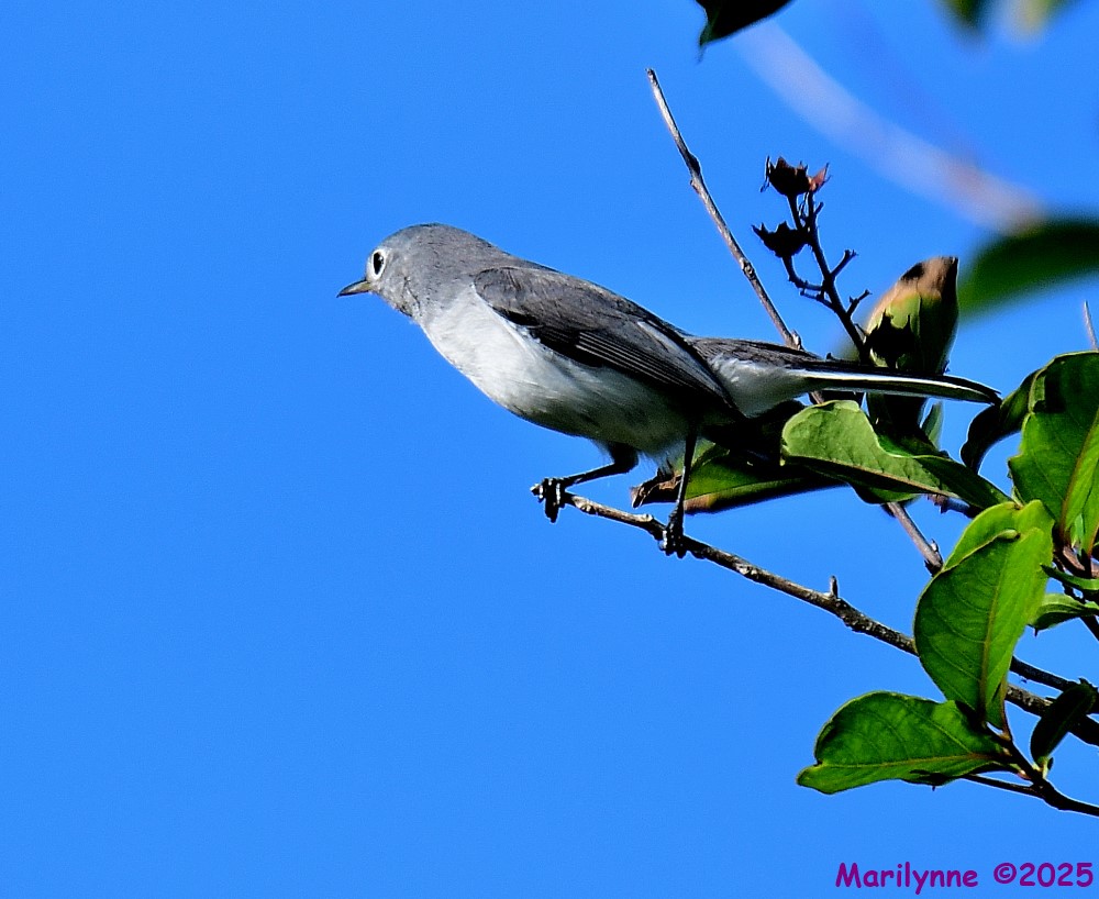 DSC_6547_001.JPG