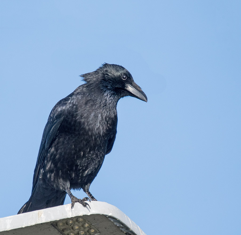 DSC_6548.jpg