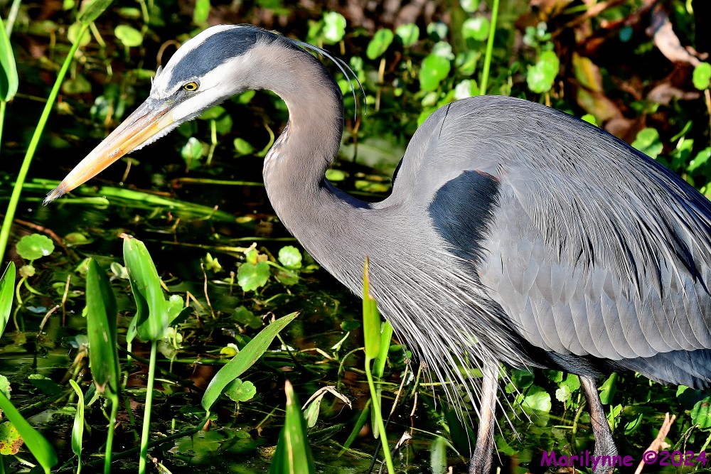 DSC_6550_001.JPG