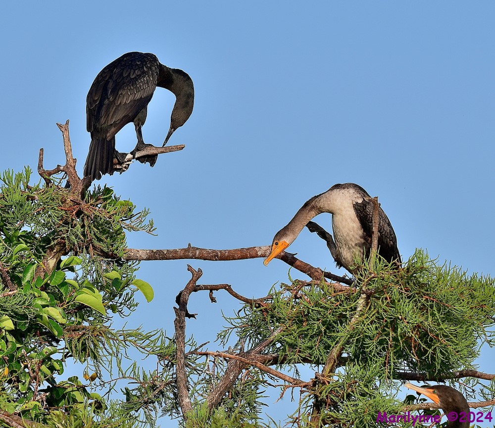 DSC_6552_001.JPG