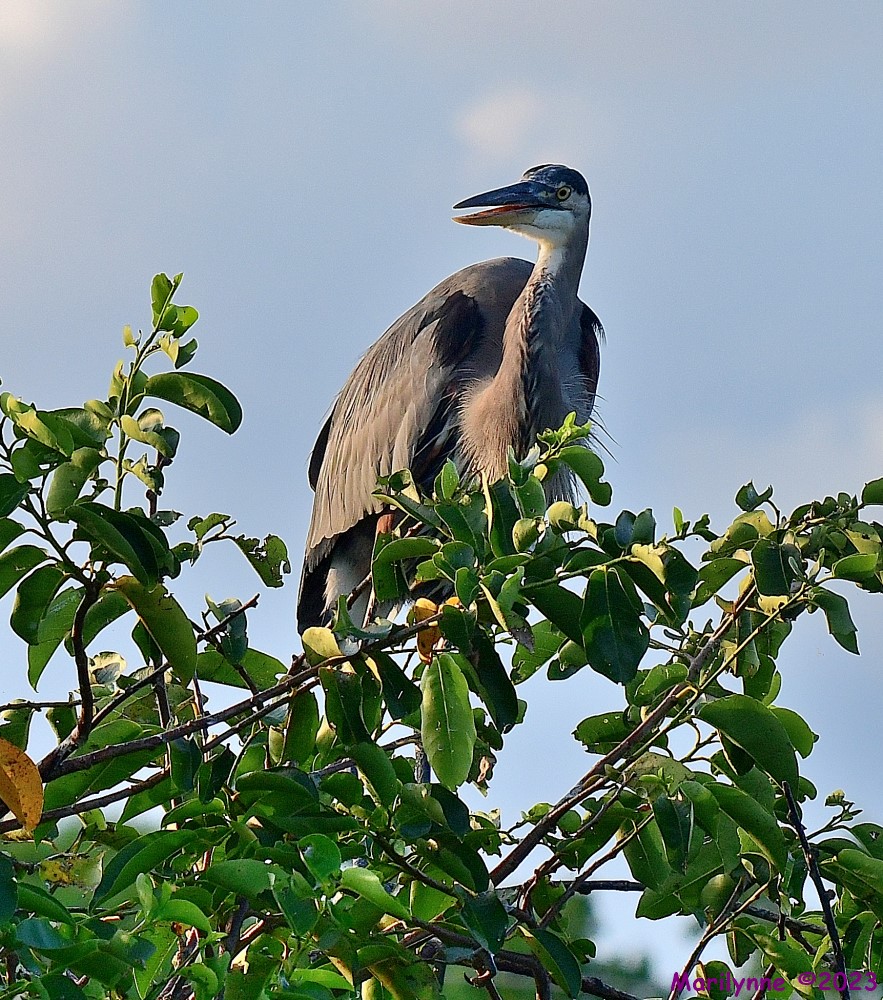 DSC_6553_001.JPG