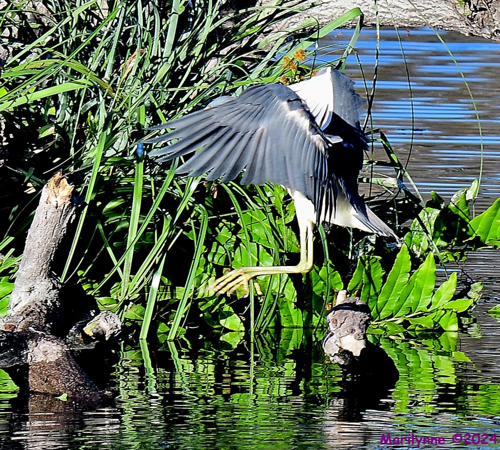 DSC_6553_001.JPG