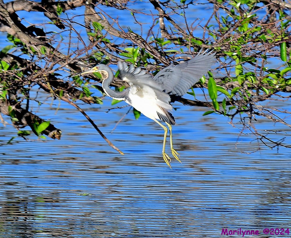 DSC_6554_001.JPG
