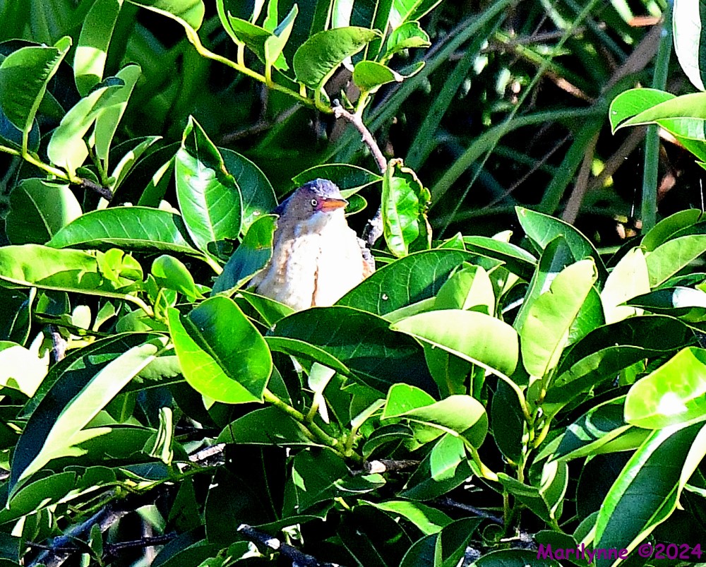 DSC_6554_001.JPG