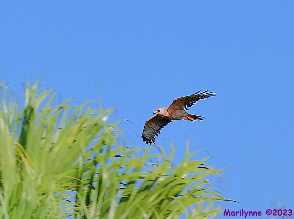 DSC_6555_001.JPG
