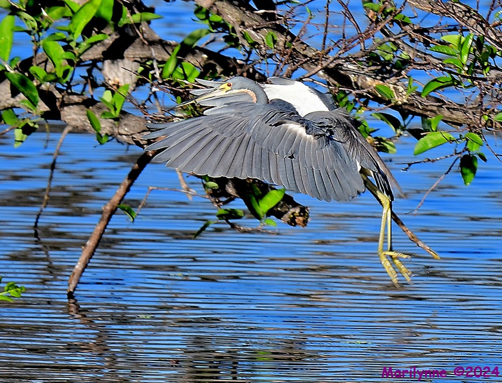 DSC_6555_001.JPG