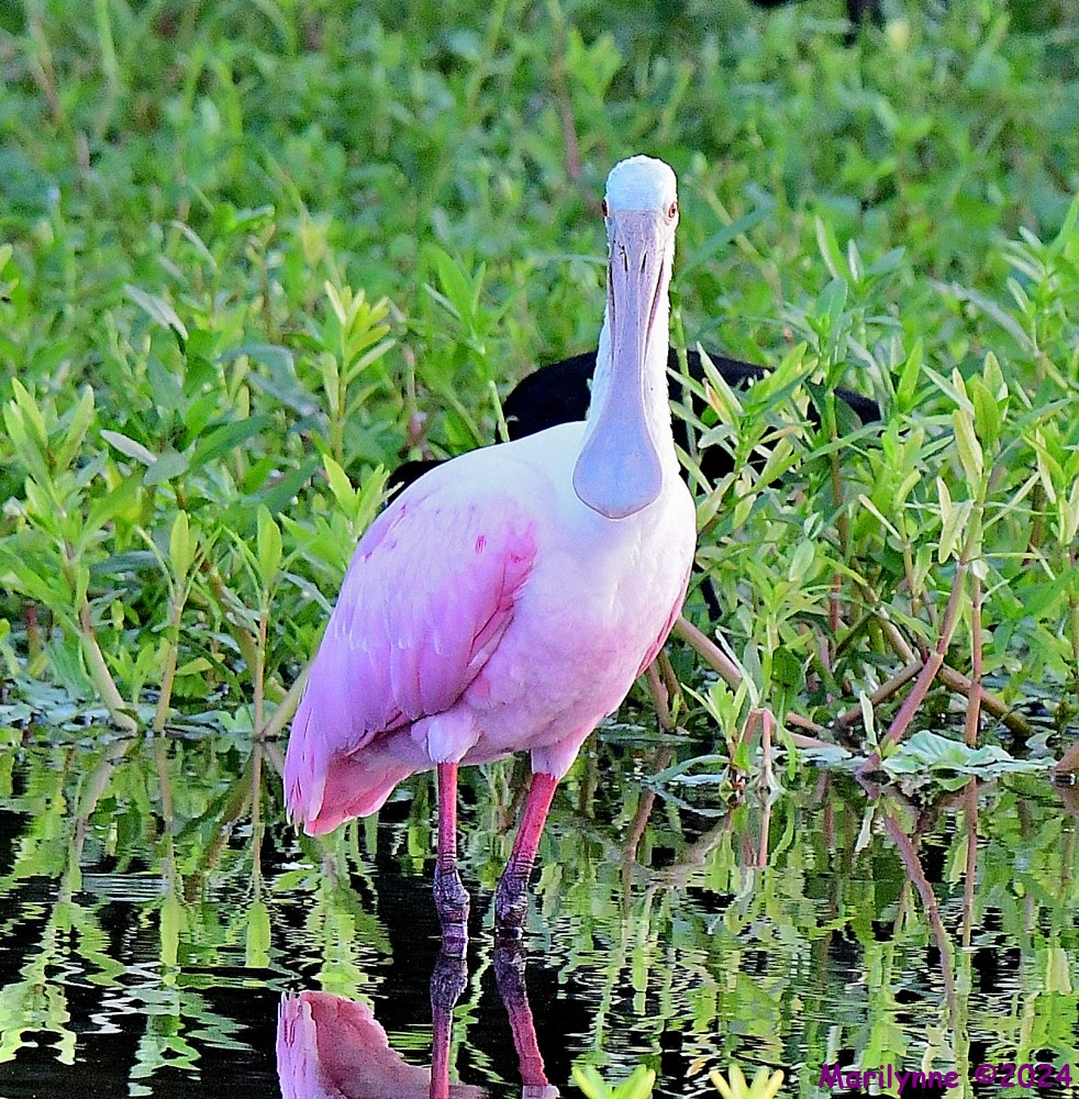 DSC_6555_001.JPG