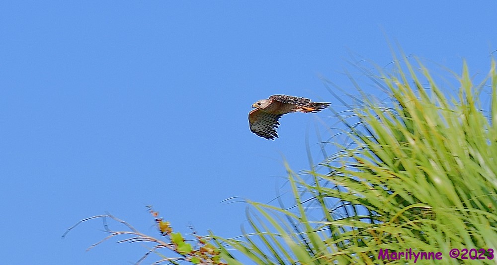 DSC_6558_001.JPG