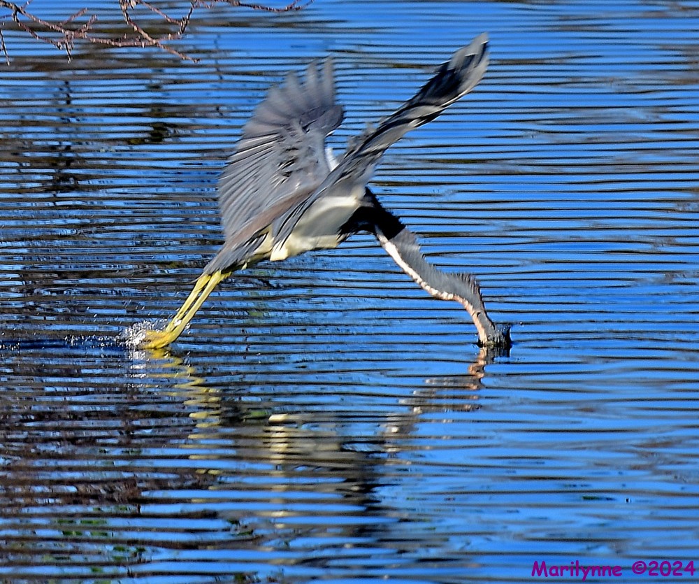 DSC_6558_001.JPG