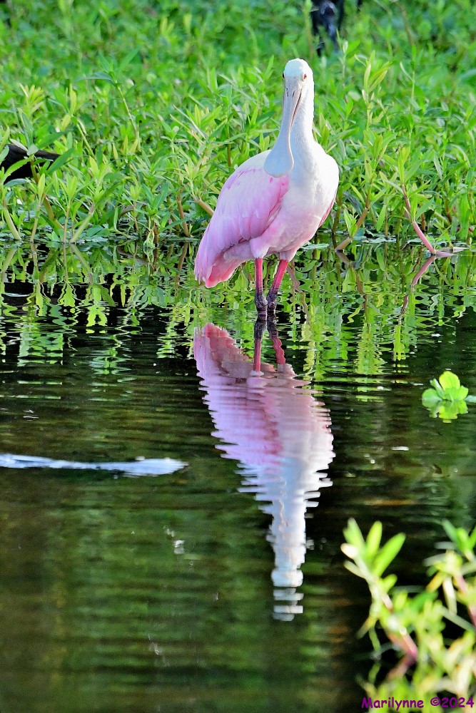 DSC_6558_001.JPG