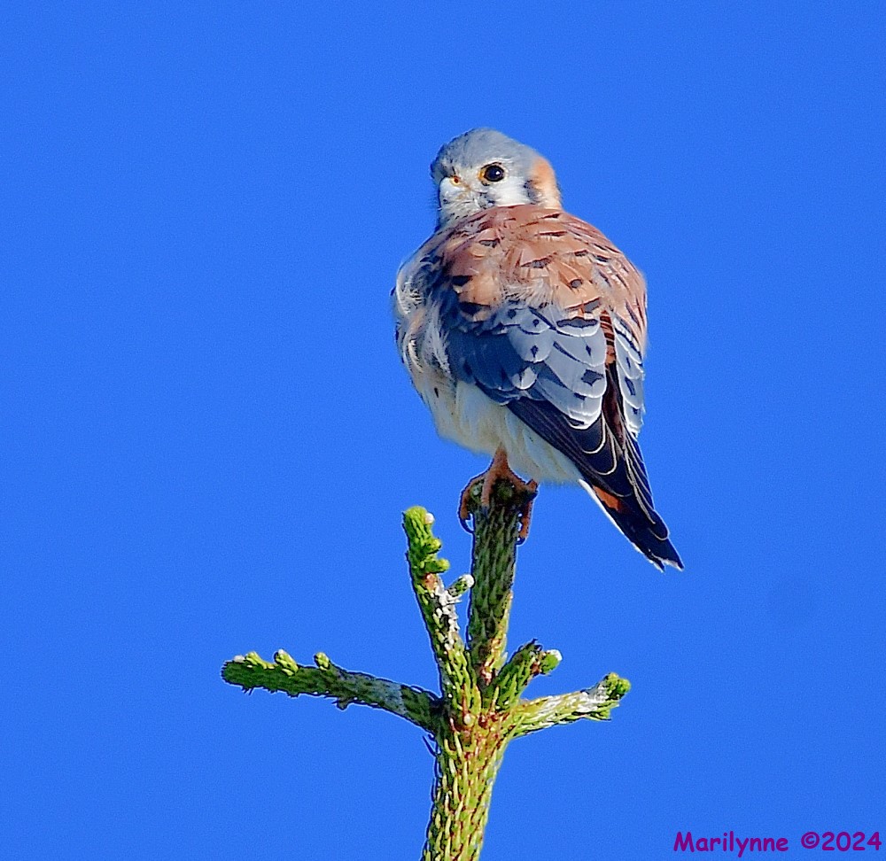 DSC_6558_001.JPG