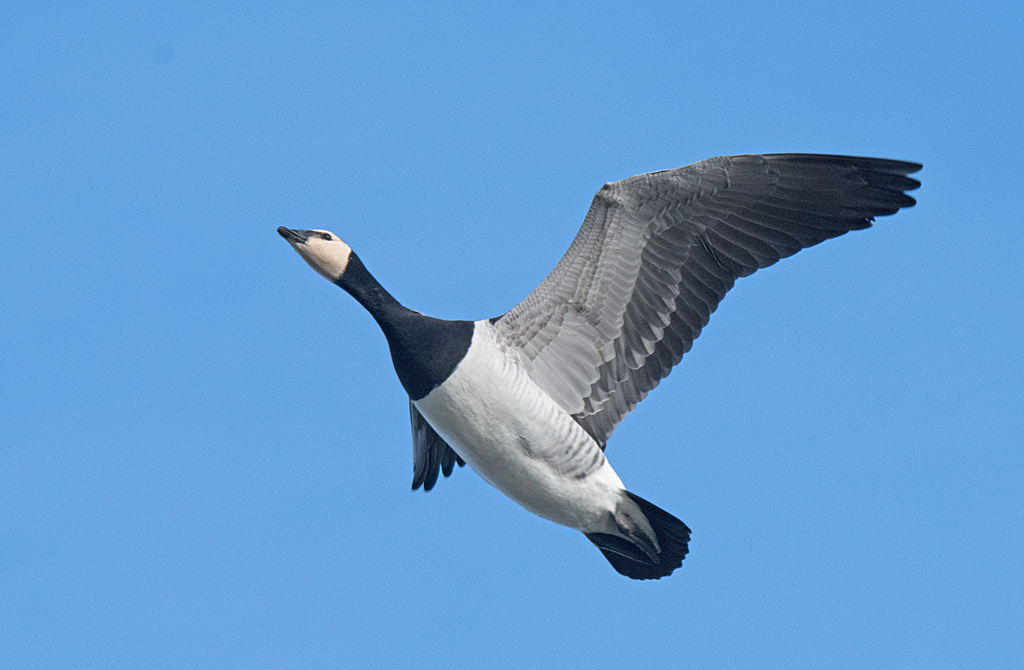 DSC_6559.jpg