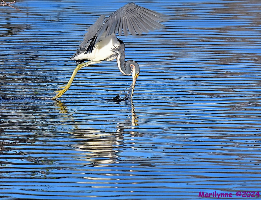 DSC_6559_001.JPG
