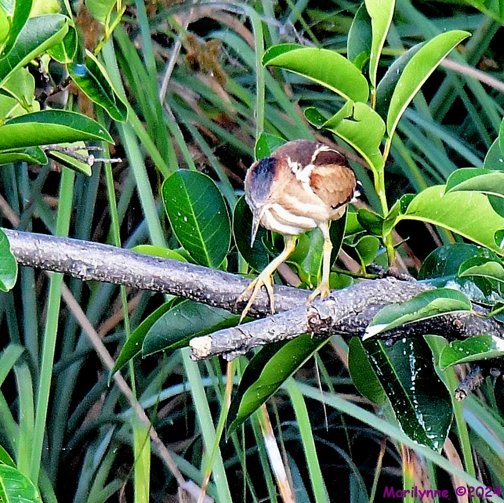 DSC_6560_001.JPG