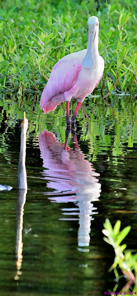 DSC_6560_001.JPG