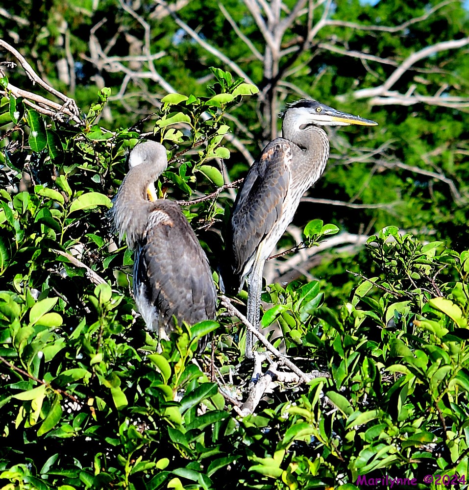 DSC_6561_001.JPG