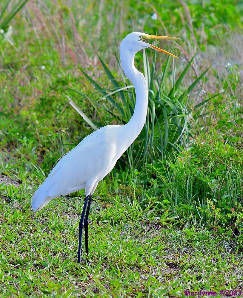 DSC_6562_001.JPG