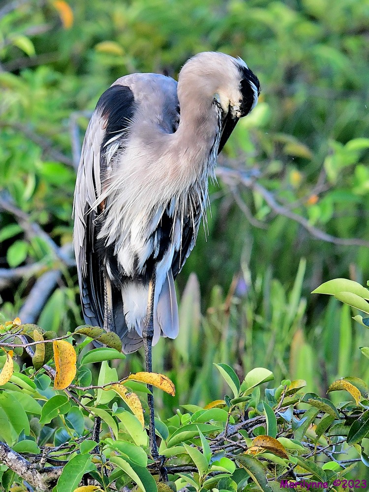 DSC_6562_001.JPG