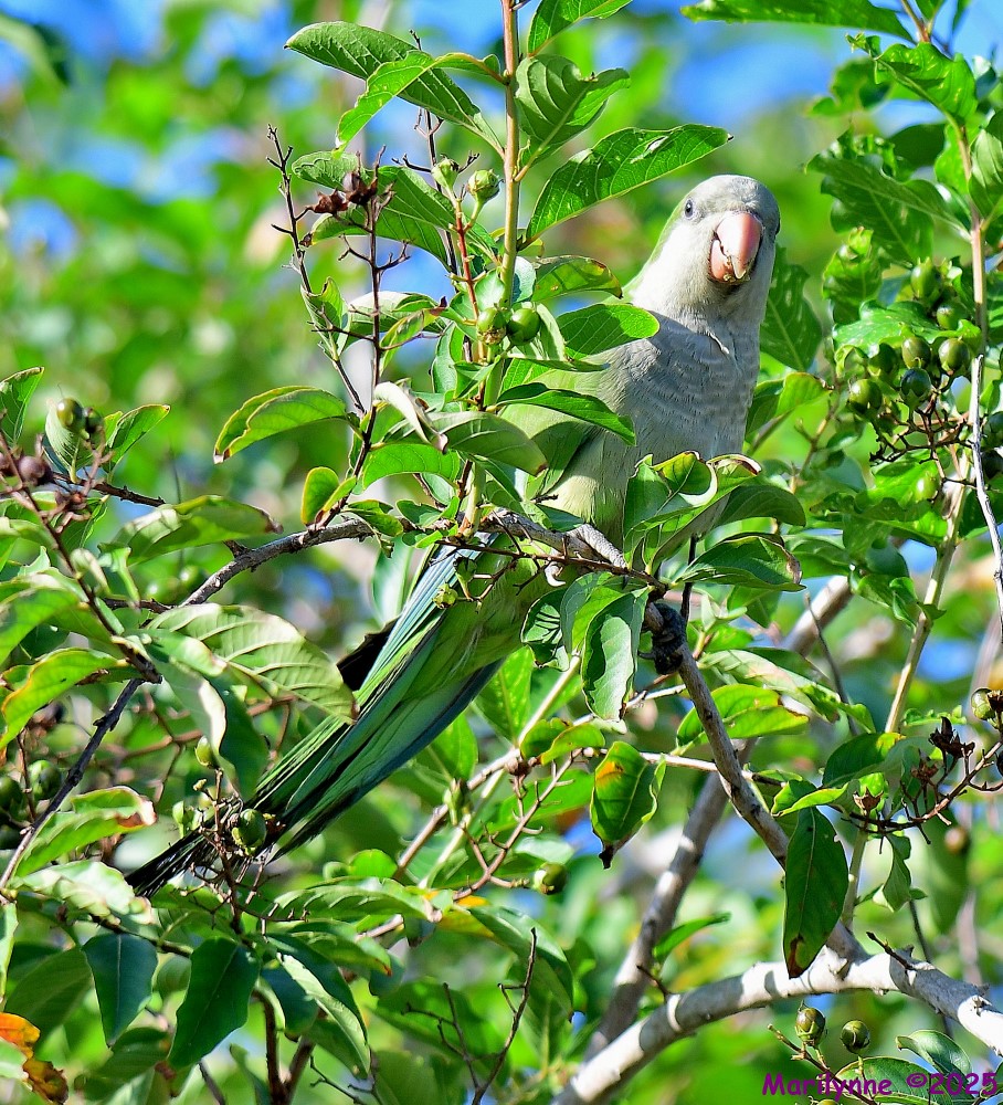 DSC_6566_001.JPG