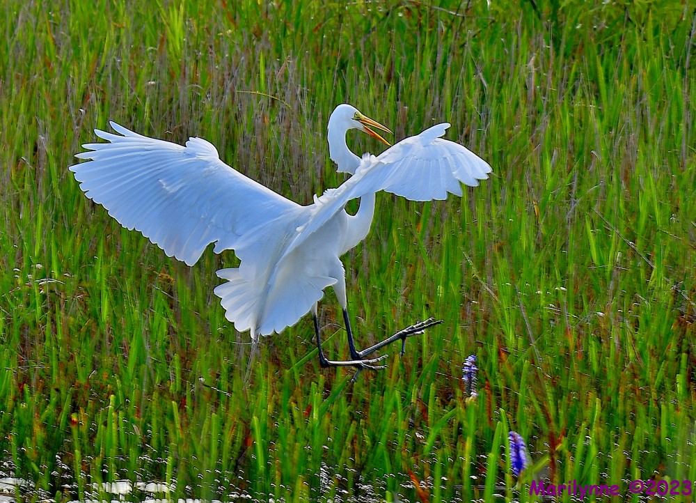 DSC_6567_001.JPG