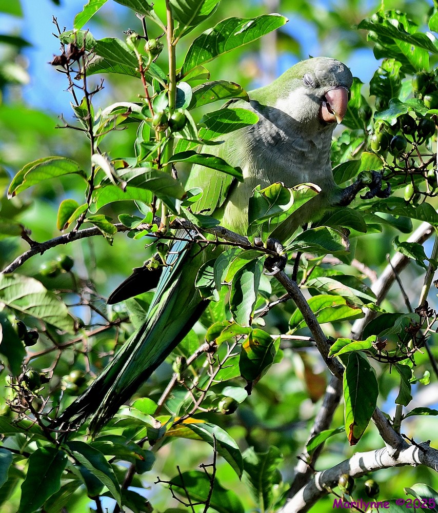 DSC_6567_001.JPG
