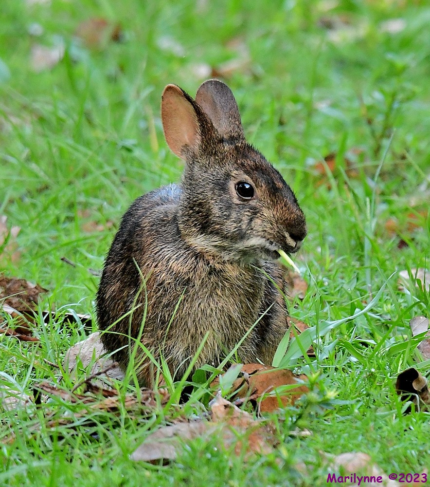 DSC_6568_001.JPG