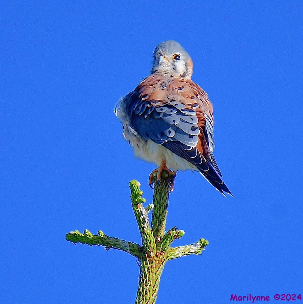 DSC_6568_001.JPG