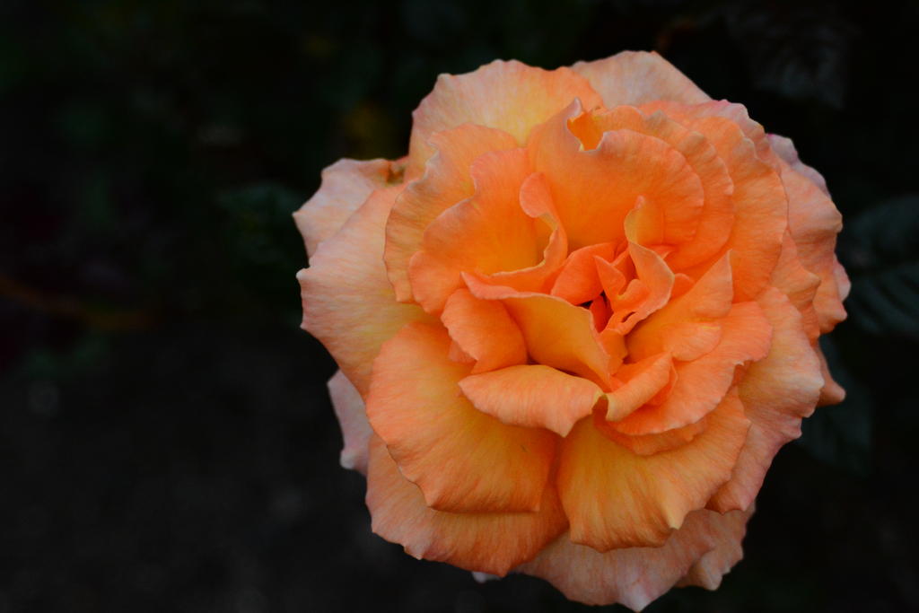 DSC_6569.jpg