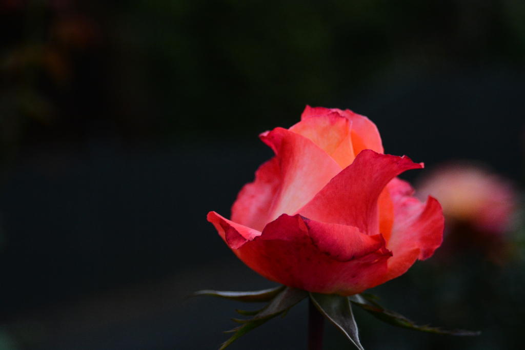 DSC_6571.jpg