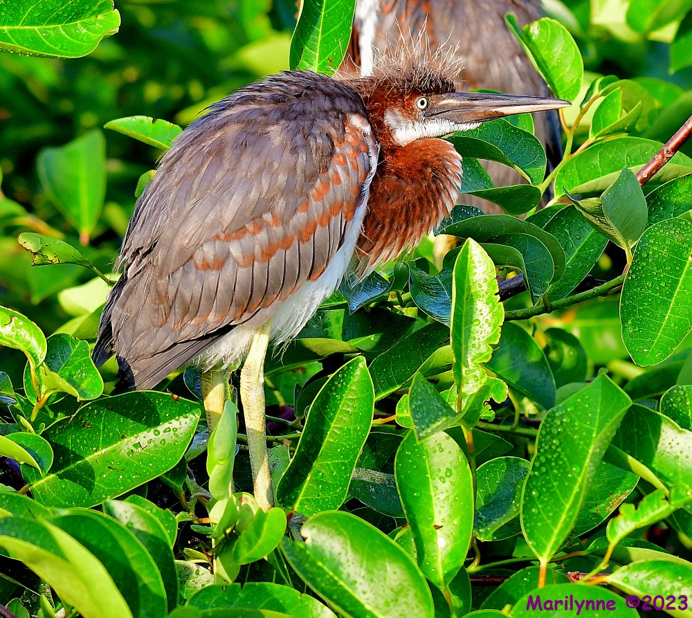 DSC_6571_001.JPG