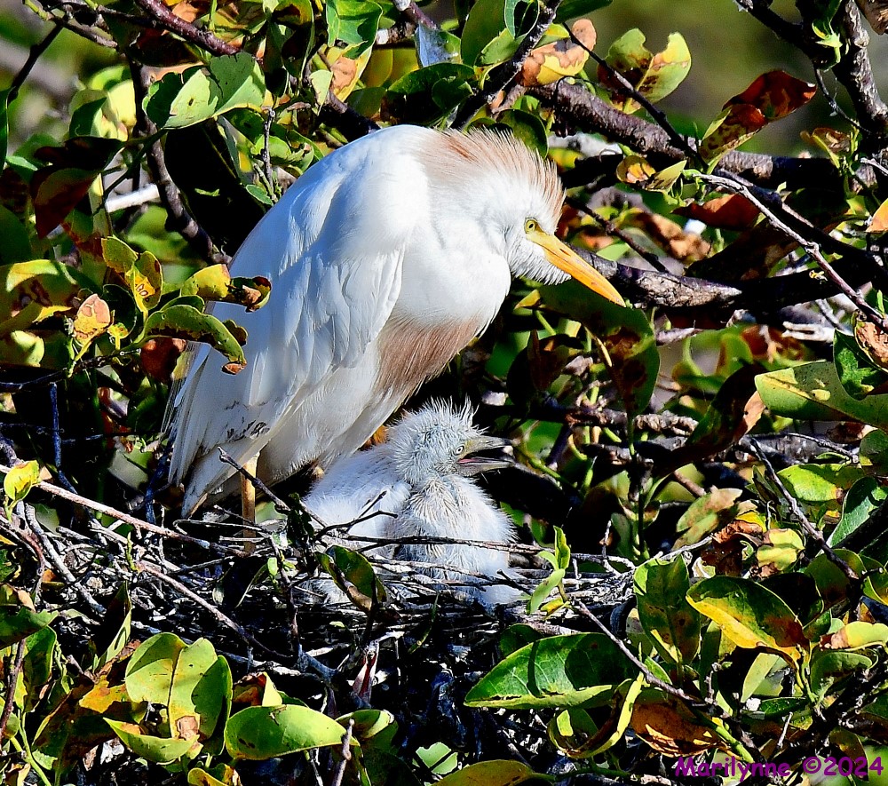 DSC_6573_001.JPG
