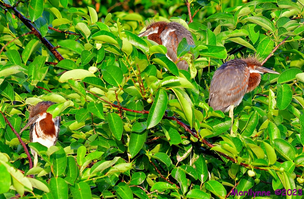 DSC_6574_001.JPG
