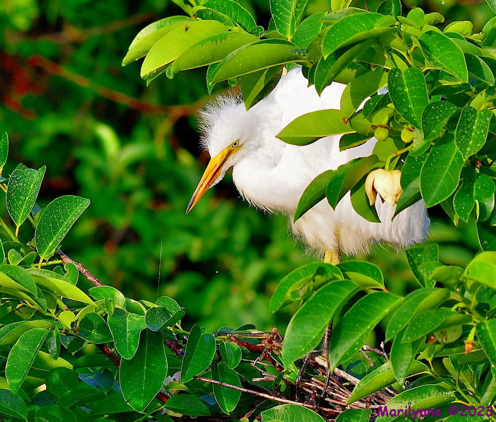 DSC_6576_001.JPG