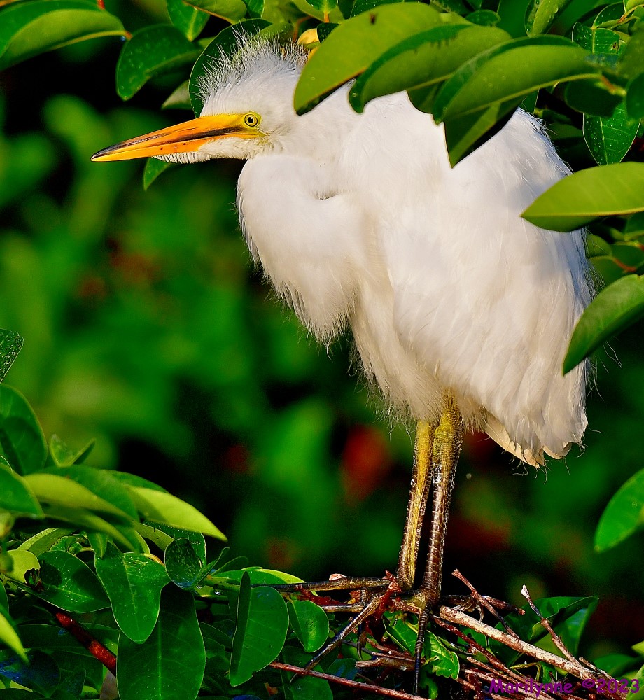 DSC_6583_001.JPG